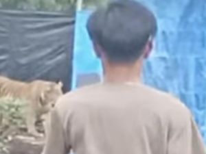 Harimau Muncul di Camp Pekerja Akasia di Pelalawan, Nyaris Terkam Ayam-Anjing