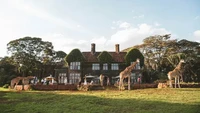 Belum lengkap rasanya tanpa bertemu langsung dengan hewan liar jika datang ke Kenya. Salah satu cara teraman ialah dengan mengunjungi Giraffe Manor di Nairobi yang mempersilahkan pengunjung restoran berinteraksi dengan jerapah. Foto: Travel + Leisure