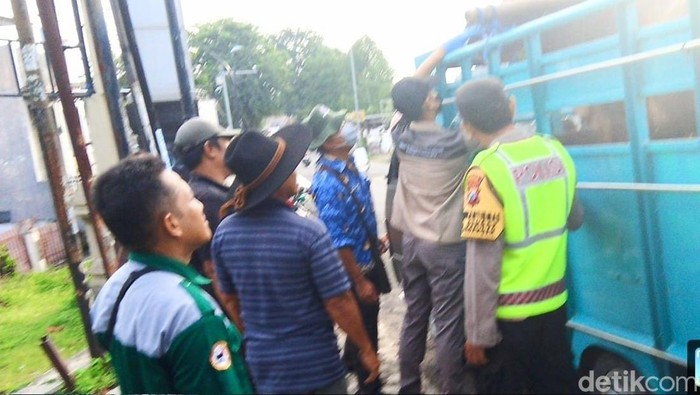 sapi-sapi yang masuk di Bojonegoro diperiksa antisipasi PMK
