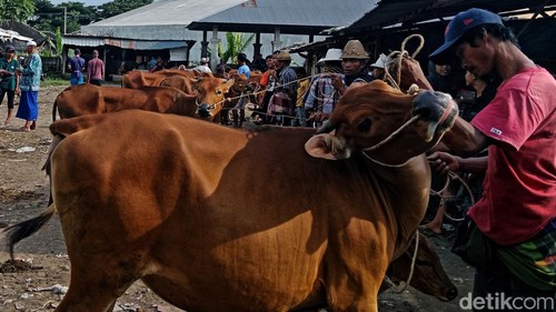 Suasana transaksi sapi Pasar Hewan Masbagik, Lombok Timur, NTB, Jumat (17/01/2025).
