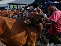 Pemkab Lombok Timur Targetkan 50.000 Vaksin untuk Cegah PMK Sapi