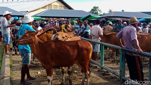 Suasana transaksi sapi Pasar Hewan Masbagik, Lombok Timur, NTB, Jumat (17/01/2025).