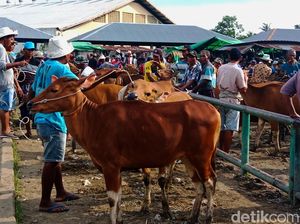 Ratusan Sapi Terjangkit PMK, Kebutuhan Vaksin di NTB Capai 2,4 Juta