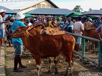 Peternak di Lombok Timur Anggap Enteng Masalah PMK, Disnak Antisipasi