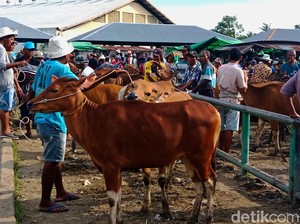 Ratusan Sapi Terjangkit PMK, Kebutuhan Vaksin di NTB Capai 2,4 Juta