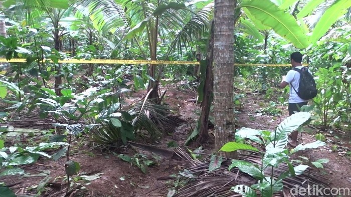 Lokasi penemuan mayat bapak dan anak di kebun kopi di Desa Masaran Kecamatan Bawang, Banjarnegara.