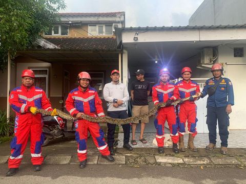 Ular piton 4,5 meter dievakuasi dari plafon rumah warga di Makassar.