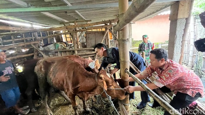 Vaksinasi PMK pada sapi di Desa Segung, Dlanggu, Mojokerto