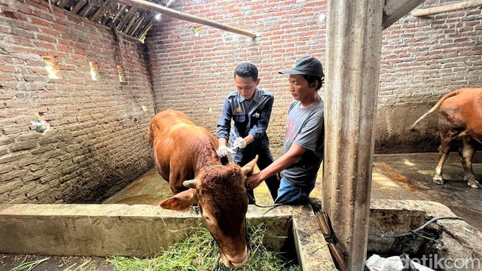 Vaksinasi PMK pada sapi di Desa Segung, Dlanggu, Mojokerto