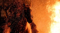 Acara tersebut telah dikritik oleh kelompok-kelompok hak asasi hewan selama beberapa tahun terakhir, tetapi penyelenggara mengatakan mereka mengambil tindakan pencegahan, seperti mengepang surai kuda dan menutupi ekornya untuk melindunginya dari luka bakar.