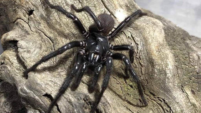 Atrax christenseni (Big Boy).