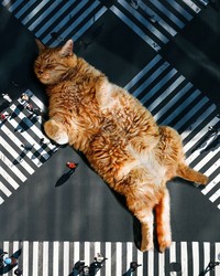 Bagaimana jadinya kalau kucing punya tubuh yang lebih besar dari manusia. Nah kurang lebih gambarannya seperti karya seniman digital dari Taiwan, xiang_0718.