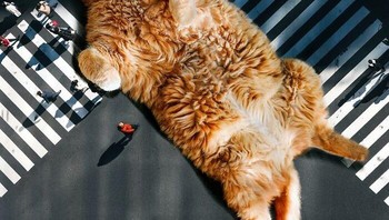 Tapi nggak tidur di tengah jalan juga sih. Foto: (xiang_0718).