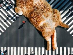 Begini Kalau Kucing Lebih Besar dari Manusia, Masih Berani Elus?