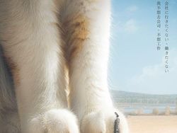 Begini Kalau Kucing Lebih Besar dari Manusia, Masih Berani Elus?