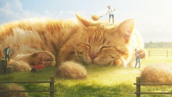 Capek juga ya kalau bersihin kucing sebesar ini. Foto: (xiang_0718).