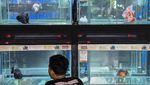 Berkunjung ke Festival Ikan Mas Koki di Tangerang