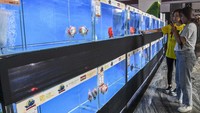 Pengunjung melihat ikan mas koki yang dilombakan di Pacific Garden Square, Kota Tangerang, Banten, Sabtu (18/1/2025).