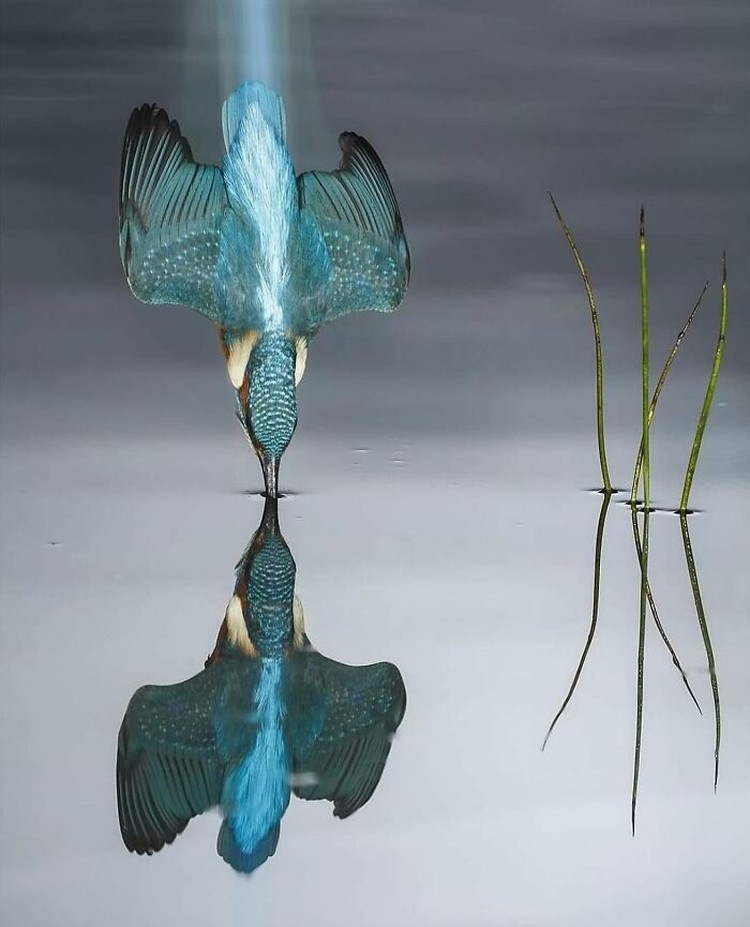Deretan Foto yang Dijepret di Waktu yang Tepat, Jadi Menarik Banget Deretan foto ini menarik banget, karena diambil di waktu yang tepat. Nggak percaya? Silahkan lihat sendiri nih.