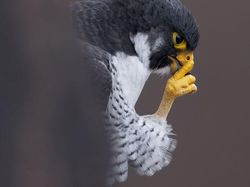 Deretan Foto yang Dijepret di Waktu yang Tepat, Menarik Banget