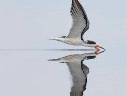 Deretan Foto yang Dijepret di Waktu yang Tepat, Menarik Banget
