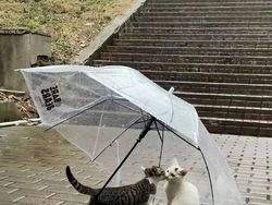 Deretan Foto yang Dijepret di Waktu yang Tepat, Menarik Banget