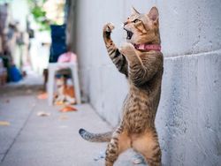 Deretan Foto yang Dijepret di Waktu yang Tepat, Menarik Banget