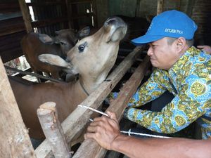 Cegah PMK, Dinas Pertanian Lubuklinggau Lakukan Pengecekan-Imbauan ke Peternak