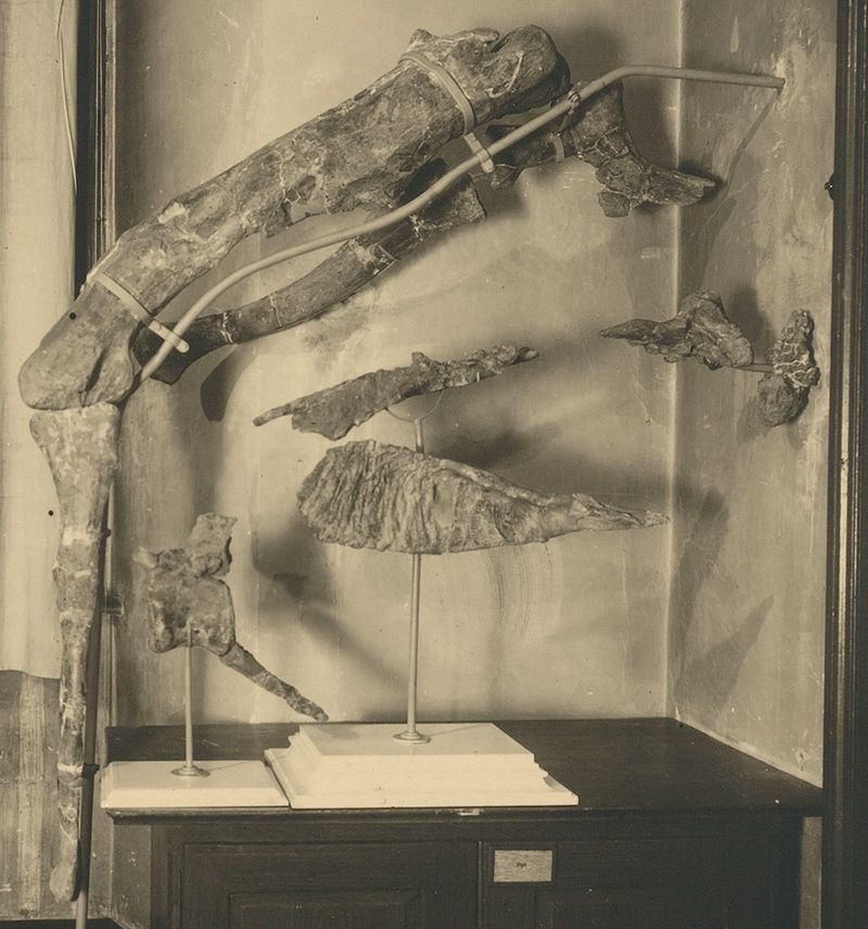 Foto fosil dinosaurus predator raksasa yang fosilnya musnah pada Perang Dunia II di Munich, 1944.