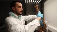 Ilmuwan peneliti Belgia Clement Martin, bekerja dengan kepolisian federal Belgia untuk menciptakan parfum yang meniru bau tulang manusia kering untuk membantu anjing pelacak menemukan sisa-sisa jasad yang telah lama hilang, mengamati tulang manusia di laboratoriumnya di Gembloux, Belgia, Rabu (15/1/2025).