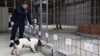Kris Cardoen, kepala pelatihan anjing polisi federal mengatakan, dalam situasi kasus yang belum terpecahkan, ada celah. Anjing kami tidak dapat menemukan tulang kering. Di pusat pelatihan polisi di luar Brussels, inspektur Kristof Van Langenhove dan anjing spanielnya Bones memperagakan sebagian pelatihan dengan aroma mayat milik Martin.
