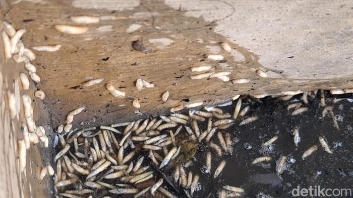 Kondisi tumpukan sampah di kompleks Pasar Comal, Pemalang,  yang memicu lalat dan belatung hingga dikeluhkan warga, Sabtu (18/1/2025).