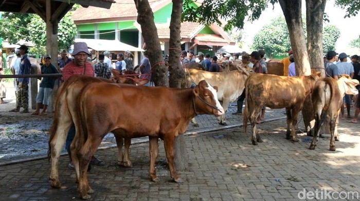 pasar hewan probolinggo