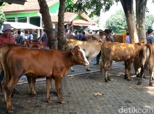 Harga Sapi di Pasar Hewan Kota Probolinggo Turun 30% Dampak Wabah PMK