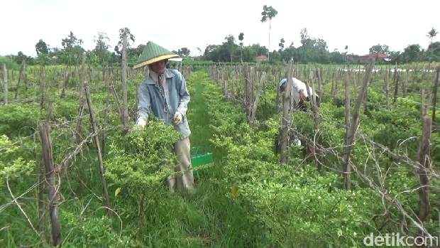 Petani Cabai di Lumajang