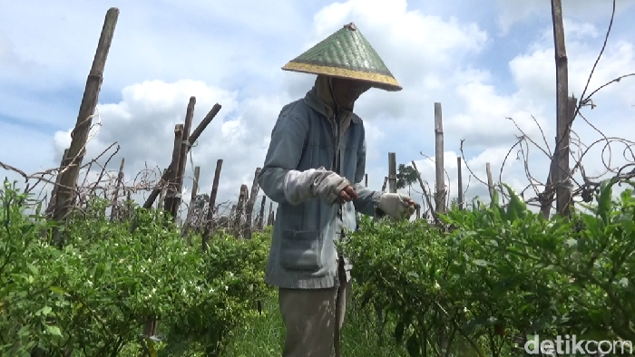 Petani Cabai di Lumajang