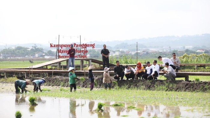 Presiden ke-7 Joko Widodo (Jokowi) melakukan kunjungan ke Kota Semarang. Dia meninjau penanaman Padi Biosalin, Sabtu (18/1/2025).