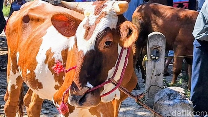 sapi-sapi di pasar hewan situbondo