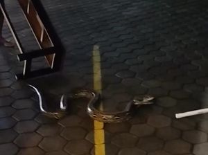 Ular Sanca 2 Meter Ngumpet di Warung Ngemplak Dievakuasi Warga