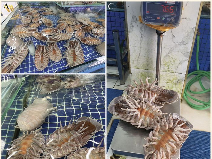 Bathynomus jamesi alias Darth Vader, crustacea yang ditemukan di Vietnam