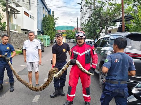 Damkarmat Makassar evakuasi ular piton 5 meter yang muncul di plafon rumah warga.