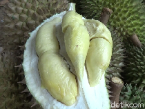Manis Legit! Durian Mini yang Istimewa dari Lereng Gunung Semeru