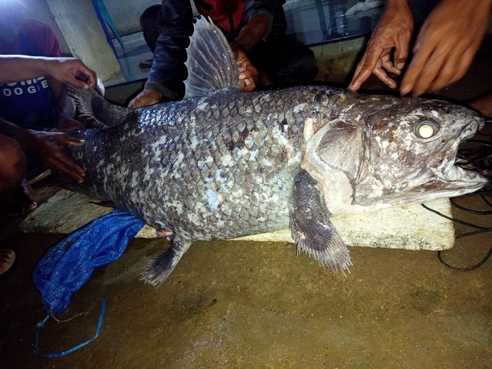 Sisa-sisa ikan besar berusia 380 juta tahun di Australia mengungkapkan hubungan menarik dengan coelacanth, fosil hidup yang masih berenang hingga saat ini.