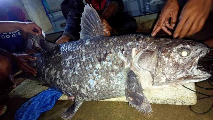 Warga di Kabupaten Gorontalo Utara, Provinsi Gorontalo, dihebohkan dengan penemuan ikan Coelacanth sepanjang 1 meter oleh nelayan bernama Oskar Kaluku (60).