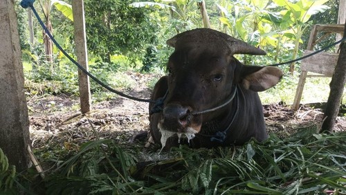 Kondisi ternak sapi milik warga Desa Besakih, Kecamatan Rendang, Karangasem, yang mengalami sakit dengan gejala mirip penyakit mulut dan kuku (PMK).(Foto: Istimewa)