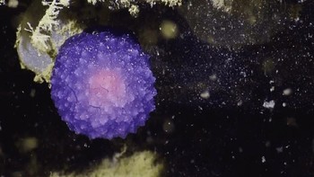 Pada 2016, tim ilmuwan dari Ocean Exploration Trust menemukan makhluk bulat ungu yang aneh di dasar laut lepas pantai California. Spesies ini akhirnya dinamakan Blobus purpilis yang diduga semacam siput laut. Foto: Shutterstock/Readers Digest  