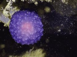 Kumpulan Foto Misteri Lautan yang Bikin Ilmuwan Penasaran