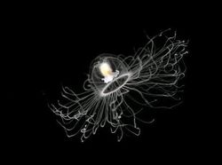 Kumpulan Foto Misteri Lautan yang Bikin Ilmuwan Penasaran