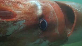 Ilmuwan penasaran apakah ada cumi raksasa di lautan? Pada 2005, pernah ditemukan cumi raksasa Architeuthis di lepas laut Kepulauan Ogasawara Pasifik Utara. Ukurannya lebih besar dari 8 meter dan tampaknya bisa lebih besar lagi. Foto: dok. Diving shop kaiyu/CNN  