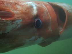 Kumpulan Foto Misteri Lautan yang Bikin Ilmuwan Penasaran